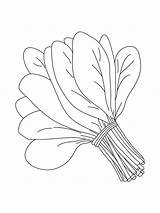 Spinach coloring pages sketch template