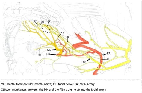 Communicating Branch of the Mental Nerve and Facial Nerve - Open Access Pub