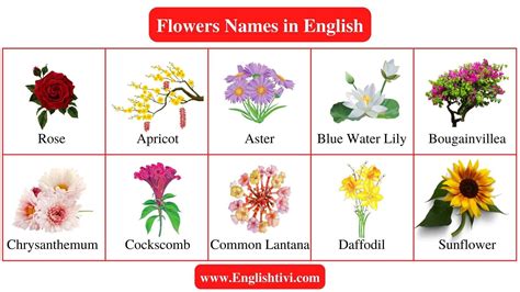 40 Flowers Name, Flower Names With Spellings | Flowers name in english, Flower names, Flowers ...