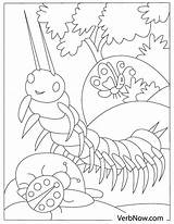 Centipede Coloring Page sketch template