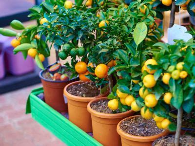 Dwarf Fruit Trees - A Planting Guide For Fruit Trees In Containers ...