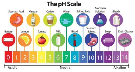 Complete Guide to the Lowest Acidity Coffee [2021] | Creators of Coffee