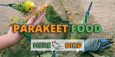 Best Parakeet Food - List for a Healthy Diet & Also Parakeet Treats