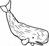 Whale Coloring Page sketch template
