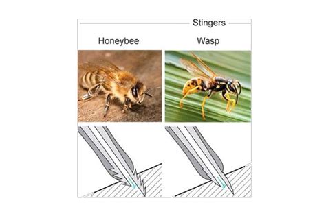 Wasp Stinger Microscope