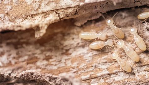 Are these Baby Termite or Ants? | On Demand Pest Control