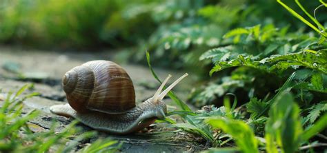 Dear Modern Farmer: Can I Eat the Snails from My Garden? - Modern Farmer