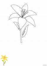 Lily Flower Coloring Pages In PDF JPG EPS  Download Templatenet sketch template
