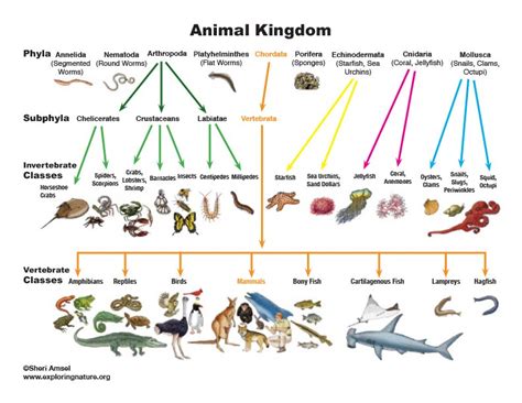 Animal Kingdom Classification Chart