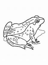 Free Frog coloring Page  Download Print Or Color Online For sketch template