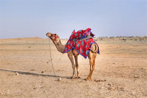 Thar Desert - India Photograph by Joana Kruse - Pixels
