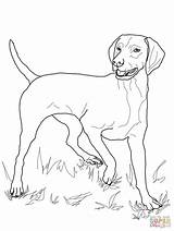 Vizsla Coloring Pages Dog Printable Drawing Dogs Coon Redbone Colouring  sketch template