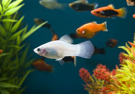 pet fish types - Best Tropical Fish for a Community Tank 2017 - Fish Tank Maintenance