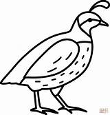 Quail coloring page  Free Printable Coloring Pages sketch template