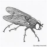 Fly Coloring Pages  Free & Printable sketch template