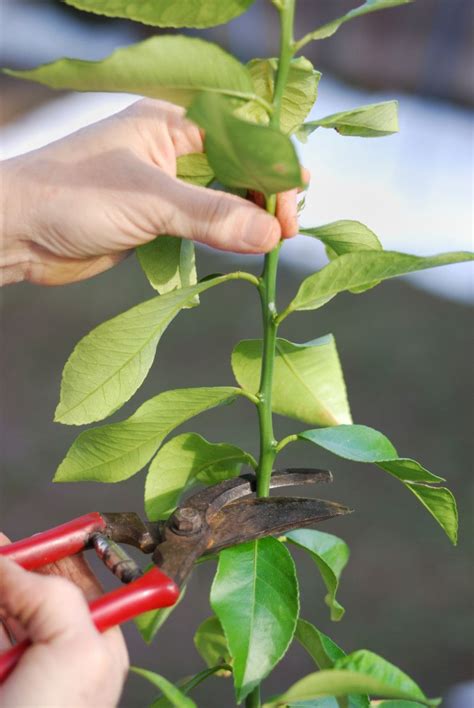 Meyer Lemon Tree Potted, Lemon Tree Potted Care, Prune Lemon Tree ...