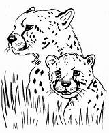 Printable Images Of Cheetahs sketch template