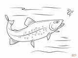 Brook Trout coloring Page  Free Printable Coloring Pages sketch template