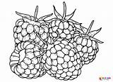 Blackberry Coloring Pages Printable For Free Download sketch template