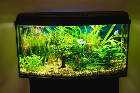 Top 5 30 Gallon Fish Tank Heater: Buyer's Guide (2024)