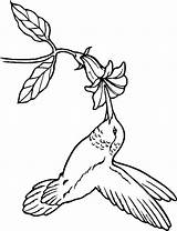 Hummingbird Coloring Pages sketch template