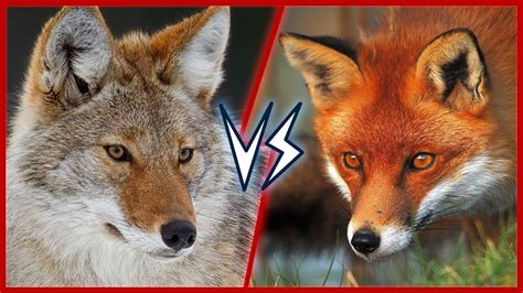 7 Difference Between Coyotes and Foxes with Similarities - Animal Differences