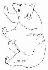 American Black Bear Coloring Page  Free Printable Pages Of sketch template