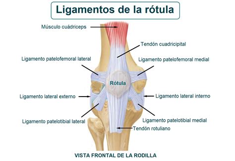 Gruñón Glosario Pef rotula y sus partes seta ballet instructor