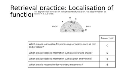 Split brain research AQA Psychology | Teaching Resources