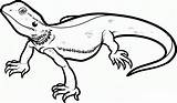Free Printable Lizard Coloring Pages For Kids sketch template