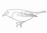 Vogel Kleurplaat Meise Carbonero Chikadee Malvorlage Coloriage Oiseau  sketch template