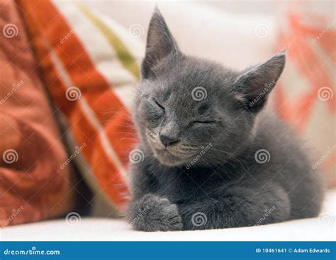 Cute Grey Kitten Asleep on a Sofa Stock Image - Image of paws, hair: 10461641