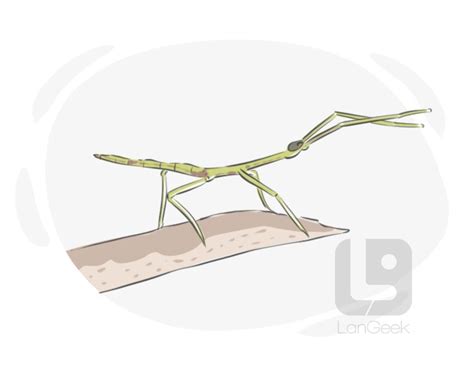 Definition & Meaning of "Phasmid" | LanGeek