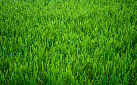 Grass Wallpapers - Wallpaper Cave