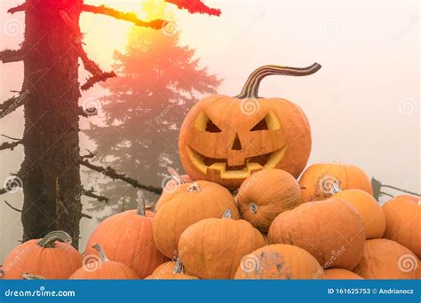 Halloween Pumpkins in a Spooky Forest Stock Image - Image of horror ...