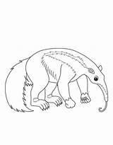 Anteater coloring Page  Coloring Us sketch template