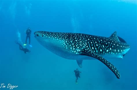 Swimming with the whale sharks more commonly known as butanding in Donsol, Philippines. I want ...