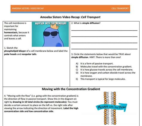 Amoeba Sisters Cell Transport Worksheet