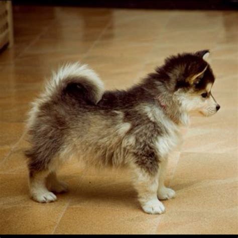 Gallery For > Pomsky Dogs Full Grown