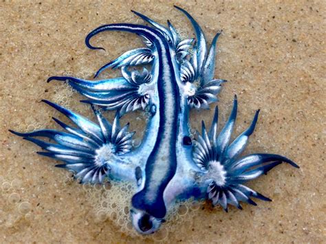 Sea Dragon, Blue Dragon, Weird Creatures, Ocean Creatures, Glaucus Atlanticus, Amazing Animal ...