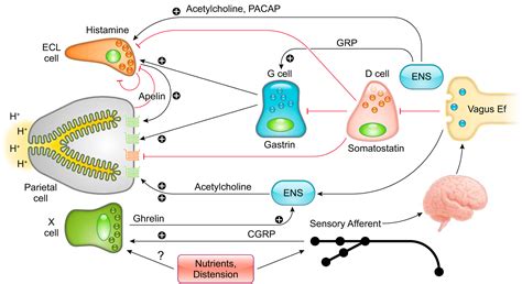 The Physiology of the Gastric Parietal Cell | Physiological Reviews