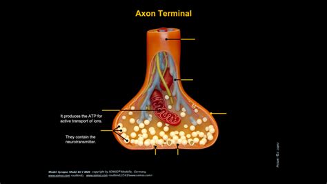 Axon Terminal Diagram | Quizlet