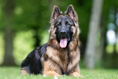 King Shepherd: The Biggest Shepherd Breed Overview | Perfect Dog Breeds