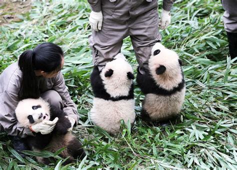 Baby Panda Cubs Photo: Make Public Debut at China Conservation Center