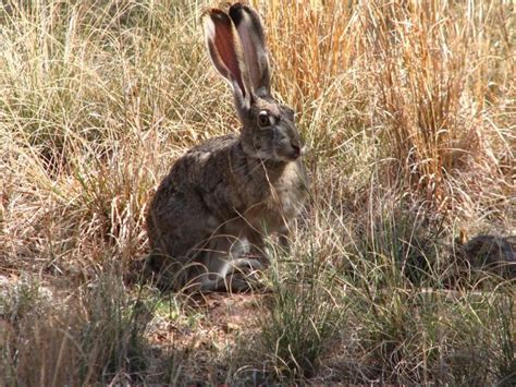 10 Important Facts That You Should Know About: The Desert Hare