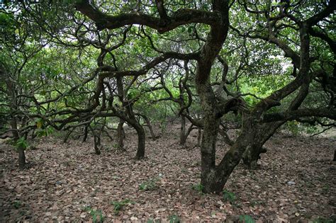 Sindhudurg's Cashew Nut Plantations Offer Refuge to Wild Mammals | RoundGlass | Sustain