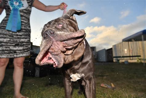 PHOTOS: World's Ugliest Dog contest 2017