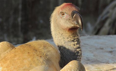 Hope for Cape vultures - Africa Geographic