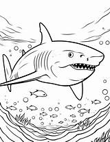 50 Shark Coloring Pages Fun Printable Sheets sketch template