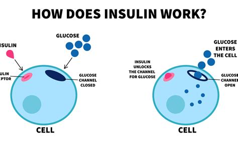 Know about Insulin and maintain your glucose levels - Breathe Well being